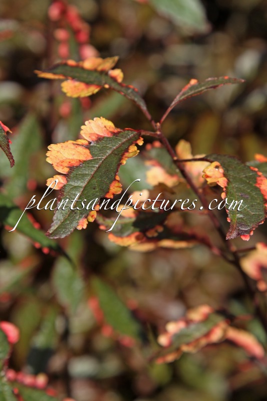 Prunus cerasifera ‘Hessei’