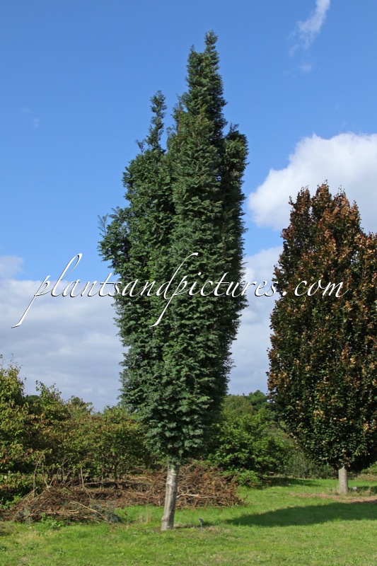 Sorbus aucuparia ‘Fastigiata’