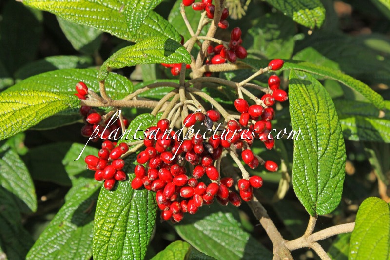 Viburnum ‘Aldenhamensis’