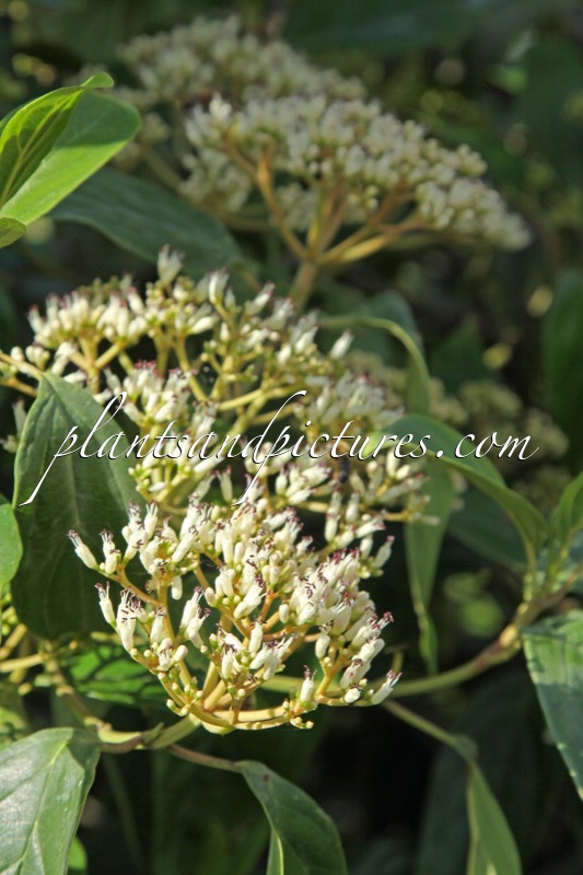 Viburnum cylindricum