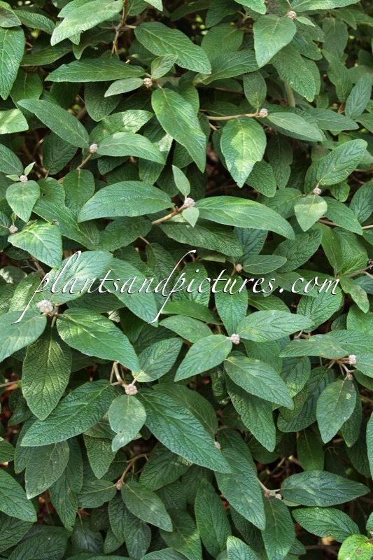 Viburnum rhytidophylloides ‘Rhytana’