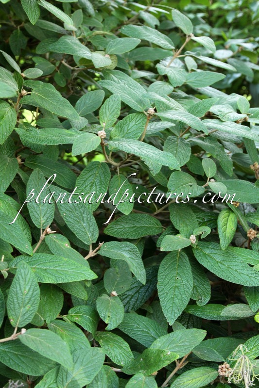 Viburnum rhytidophylloides ‘Rhytana’