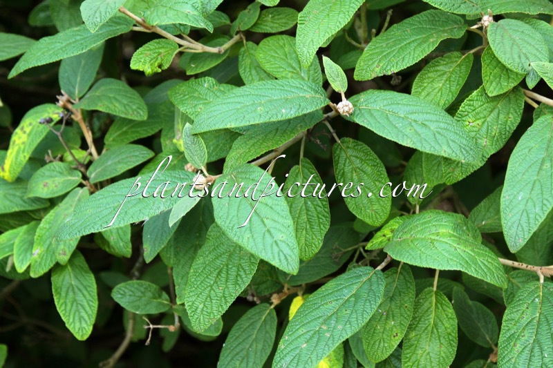 Viburnum rhytidophylloides ‘Rhytana’