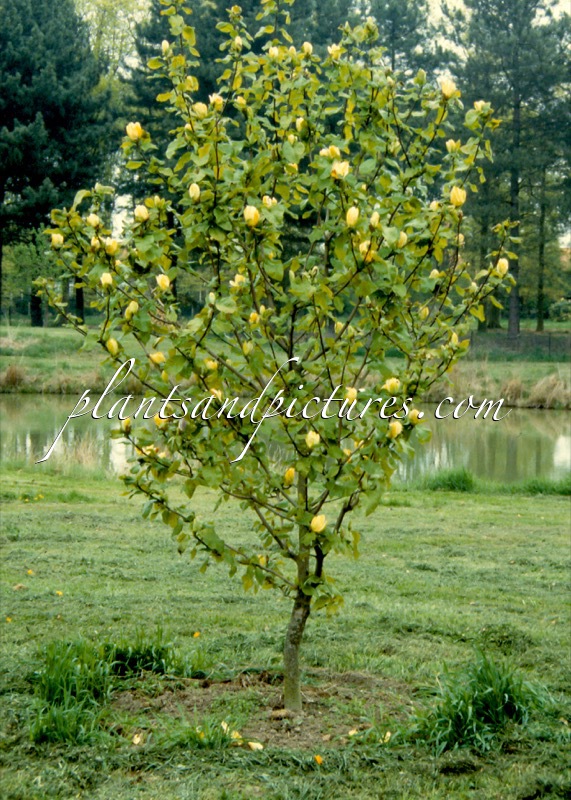 Magnolia brooklynensis ‘Yellow Bird’