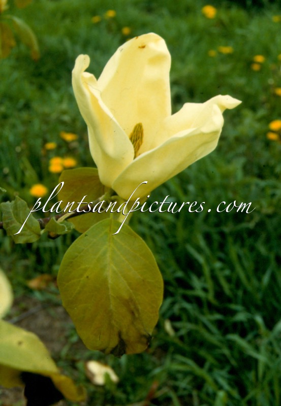 Magnolia ‘Yellow Fever’