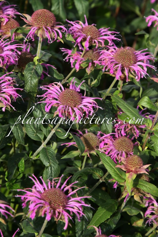 Monarda ‘Violet Queen’