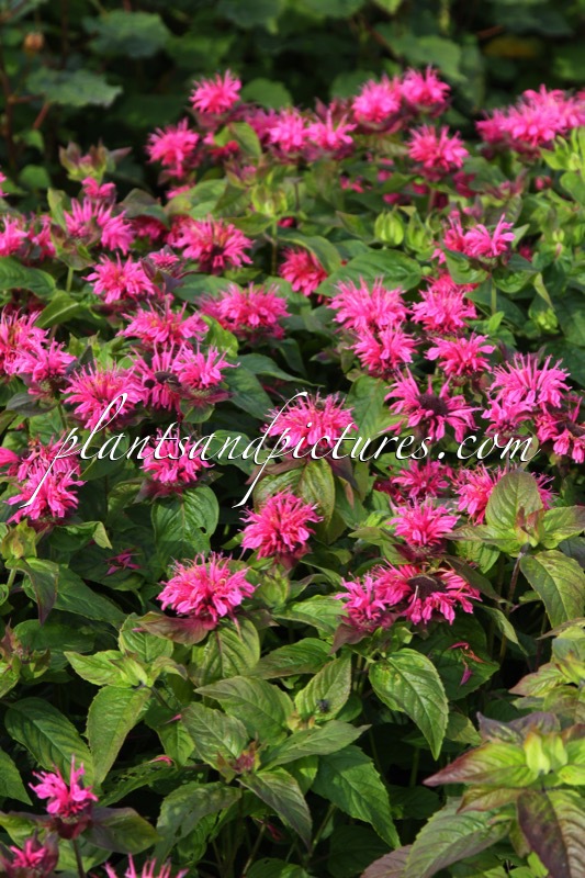 Monarda ‘Sugar Lace’