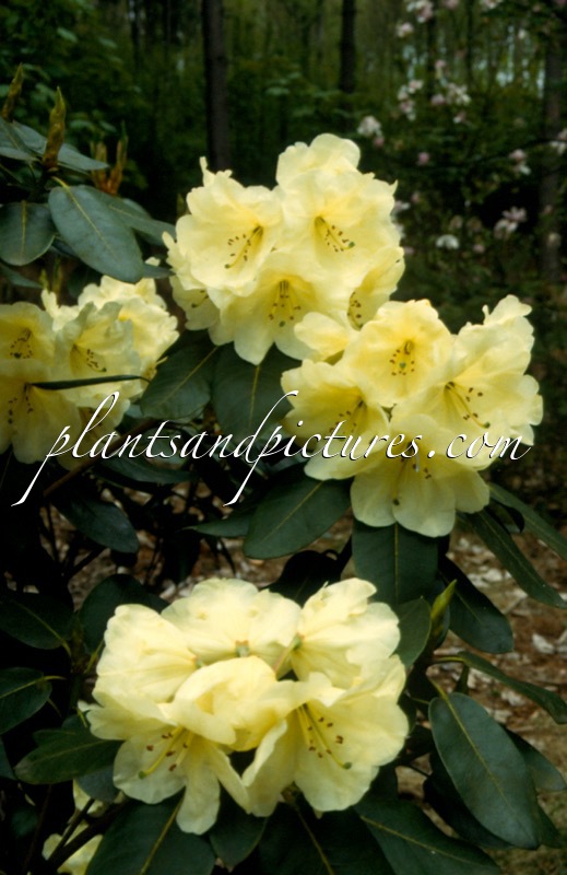 Rhododendron ‘Roza Stephenson’