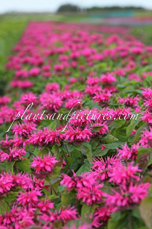 Monarda ‘Sugar Lace’