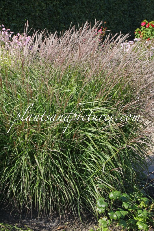 Miscanthus sinensis ‘Eileen Agnew’