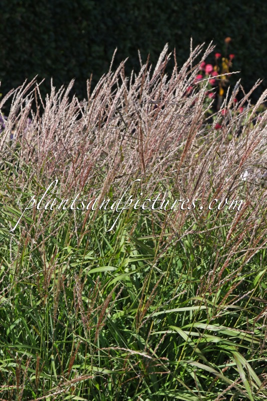Miscanthus sinensis ‘Eileen Agnew’