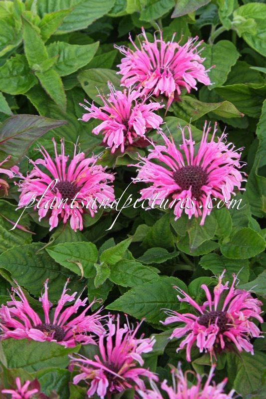 Monarda ‘Sugar Lace’