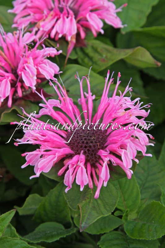 Monarda ‘Sugar Lace’