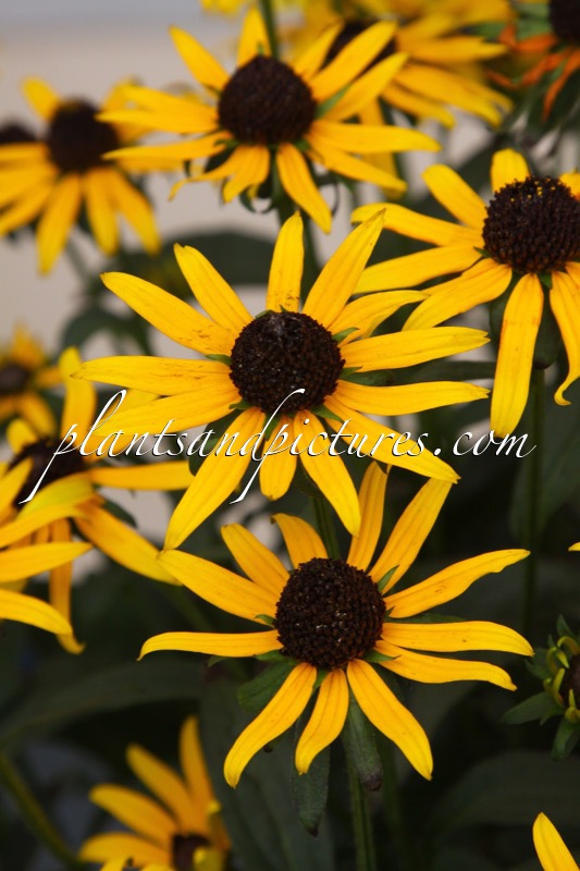 Rudbeckia fulgida ‘Little Goldstar’