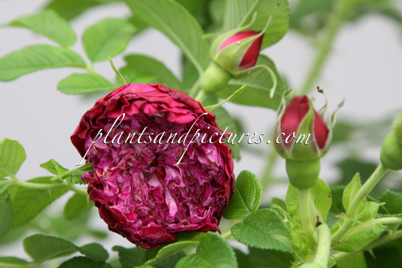 Rosa ‘Souvenir de Trelaze’