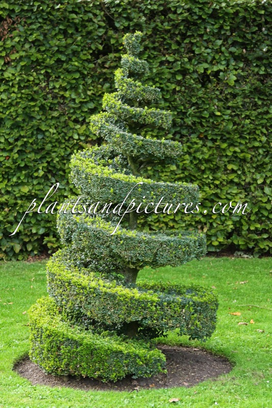 Buxus sempervirens