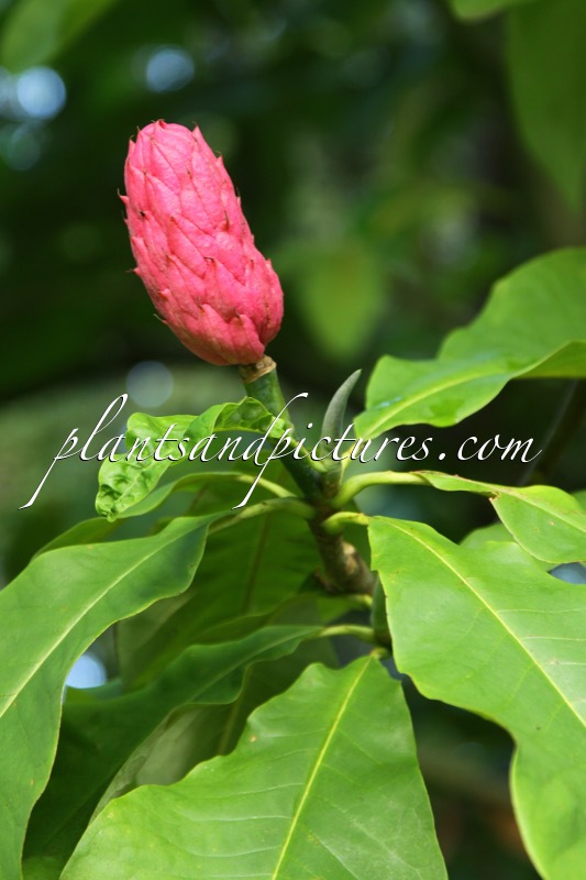 Magnolia tripetala