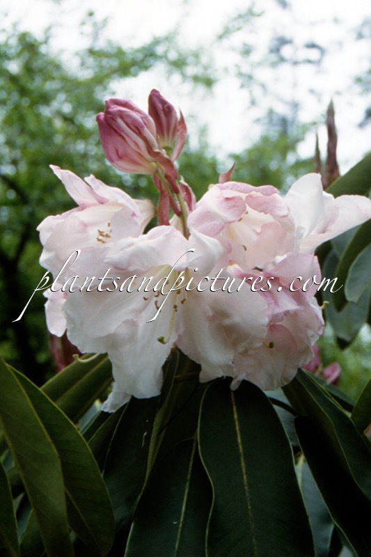 Rhododendron ‘Sir Edmund’