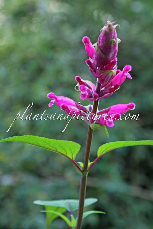 Salvia involucrata