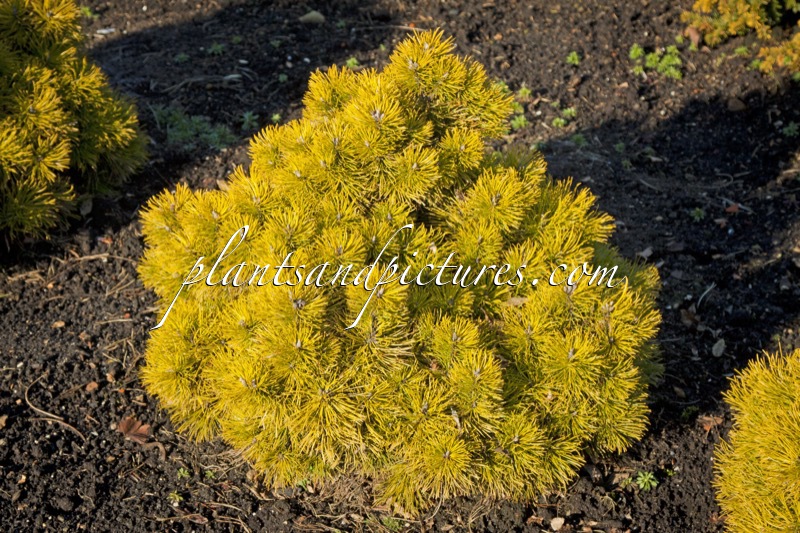 Pinus mugo ‘Ophir’