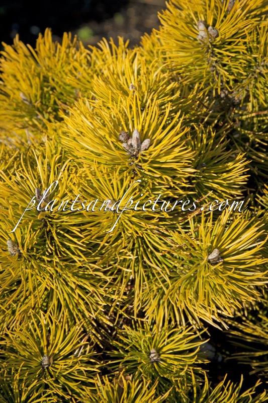 Pinus mugo ‘Ophir’