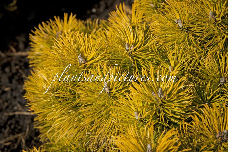 Pinus mugo ‘Ophir’