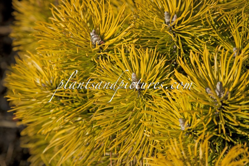 Pinus mugo ‘Ophir’