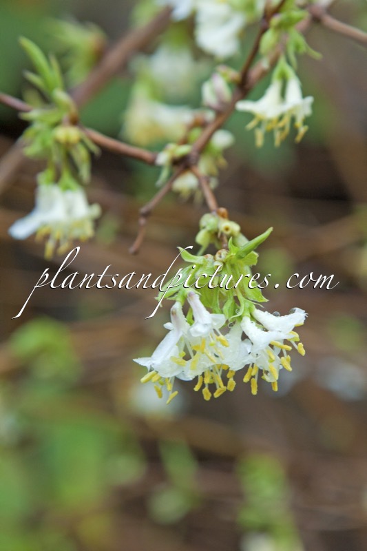 Lonicera purpusii ‘Winter Beauty’