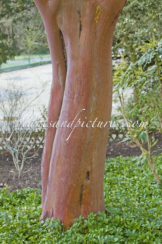 Arbutus andrachne