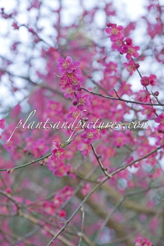 Prunus mume ‘Beni-chi-dori’