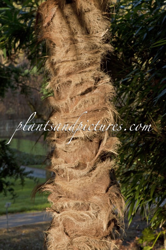 Trachycarpus fortunei