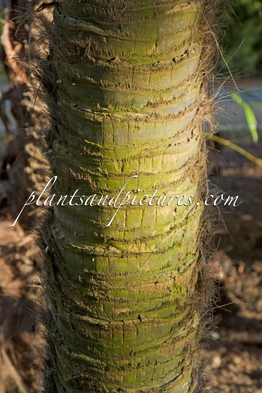 Trachycarpus fortunei