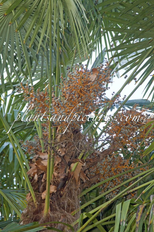 Trachycarpus fortunei