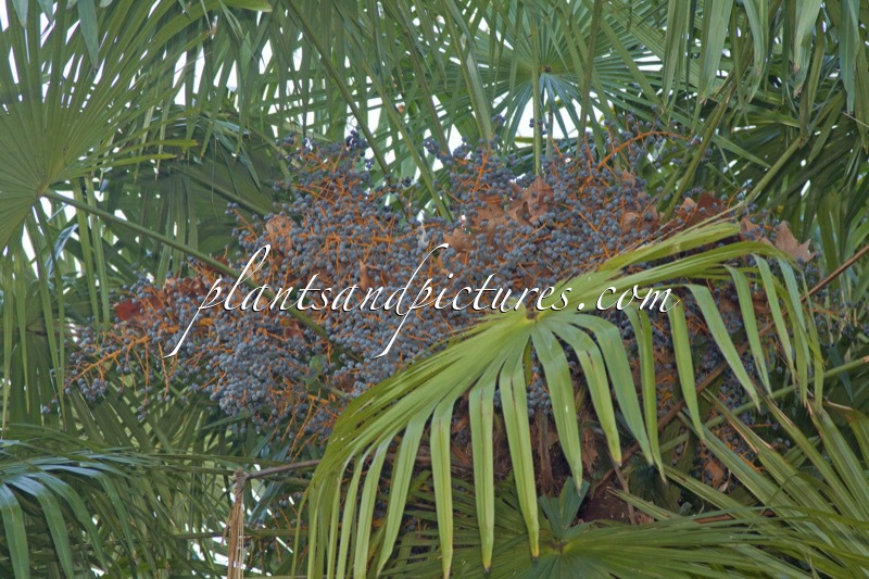 Trachycarpus fortunei