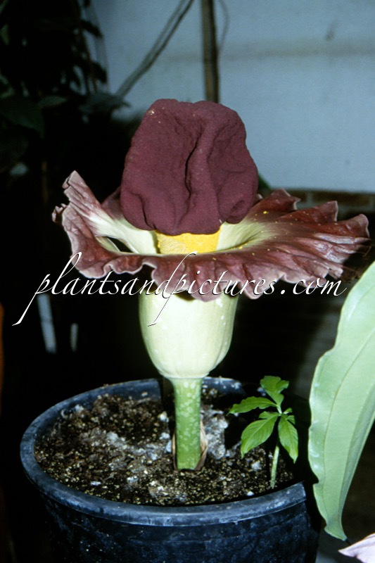 Amorphophallus paeoniifolius
