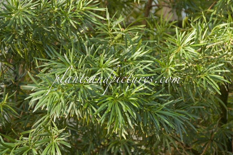 Podocarpus macrophyllus