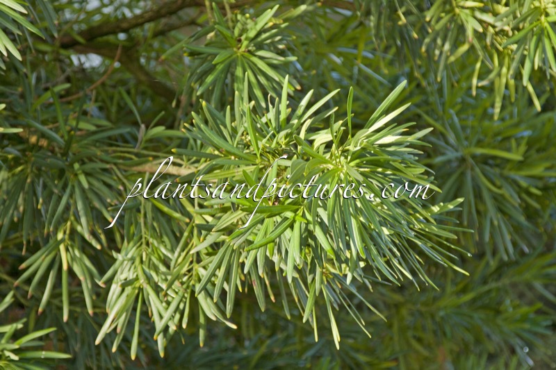Podocarpus macrophyllus