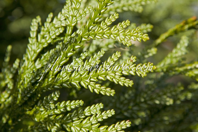 Thujopsis dolabrata