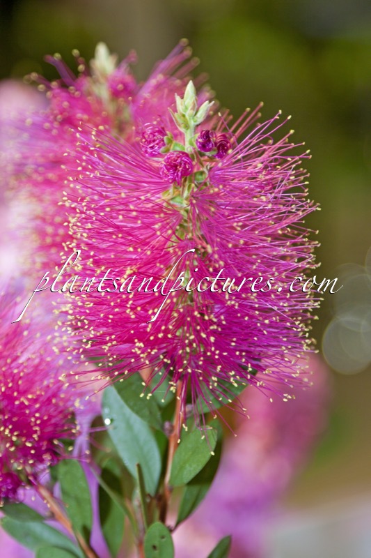 Callistemon viminalis ‘Kkho1’ (HOT PINK)