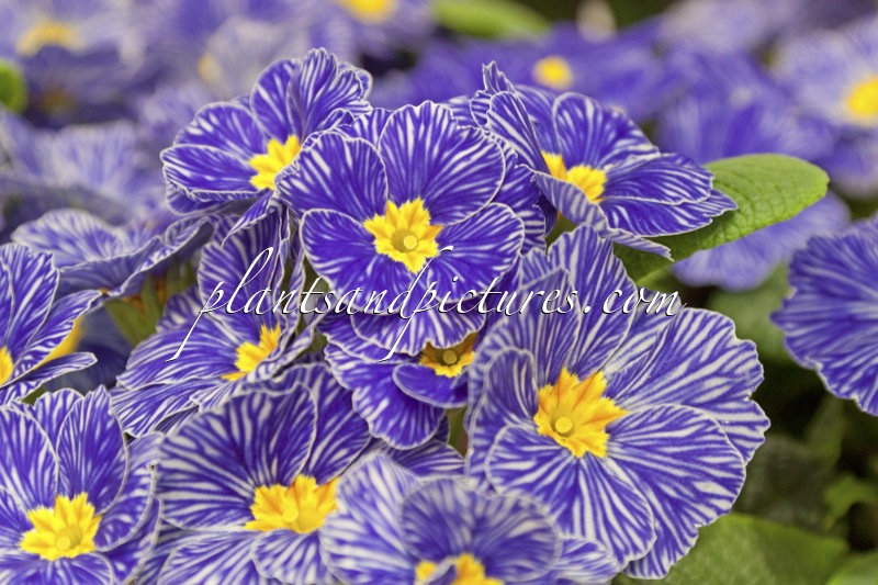 Primula vulgaris ‘Zebra Blue’
