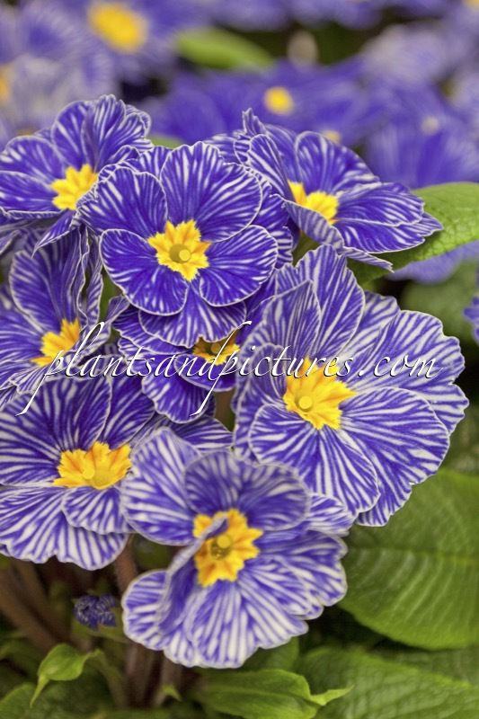 Primula vulgaris ‘Zebra Blue’