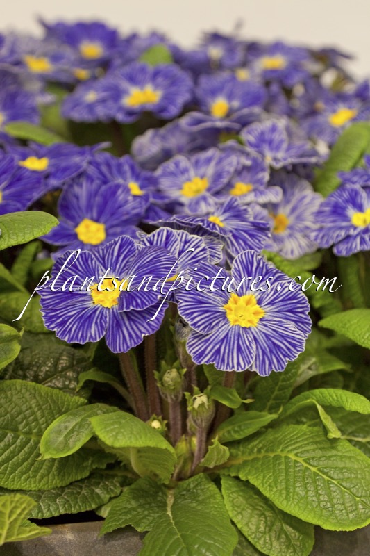 Primula vulgaris ‘Zebra Blue’