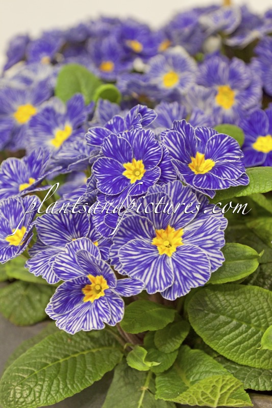 Primula vulgaris ‘Zebra Blue’