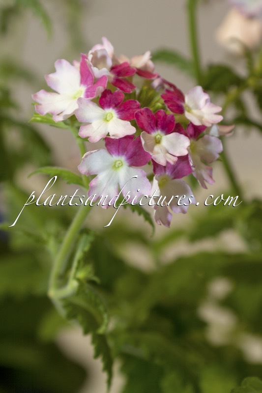 Verbena ‘Flagdena’ (LANAI PINK TWISTER)