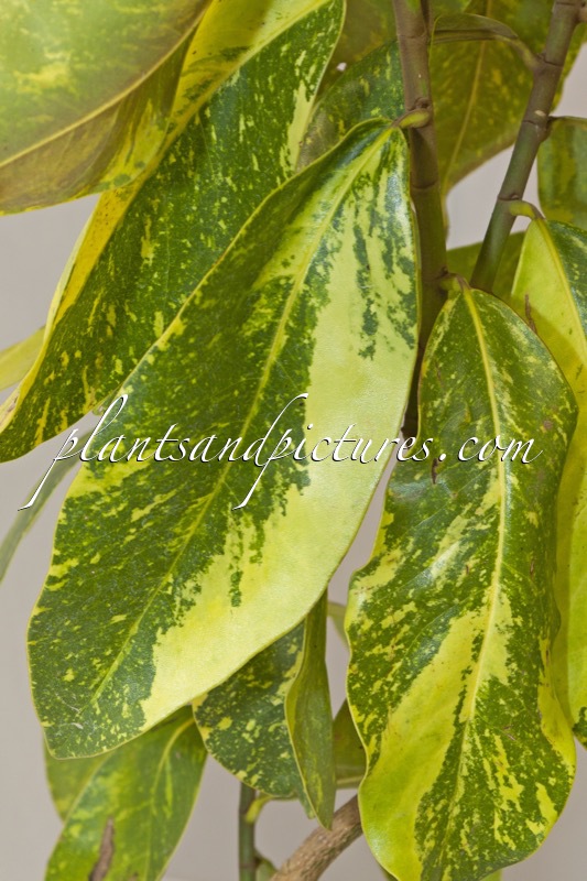 Magnolia grandiflora ‘Pistoiese’ CROTONIFOLIA