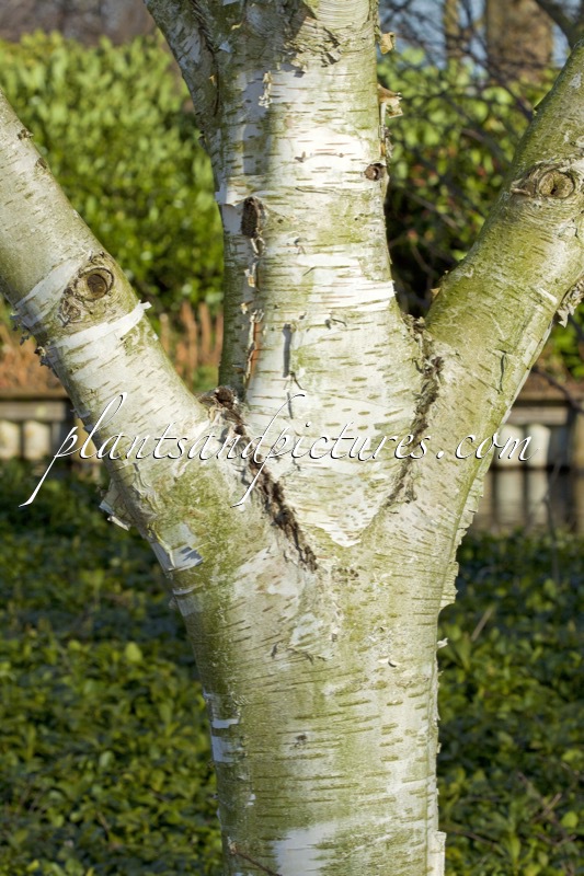 Betula utilis ‘Doorenbos’