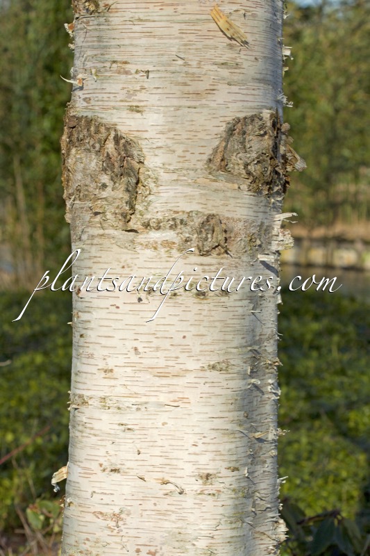 Betula ermanii ‘Blush’