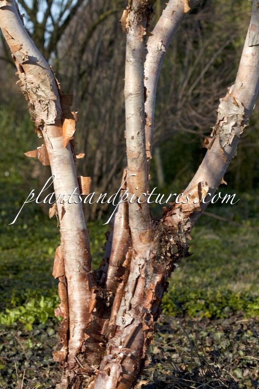 Betula utilis