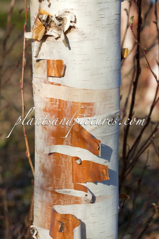 Betula albosinensis ‘Fascination’