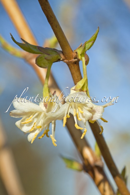 Lonicera purpusii ‘Winter Beauty’